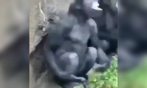 इस गोरिल्ला में अचानक भूत घुस गया क्या? LOL.