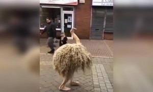 आपने ऐसा पहले कभी नहीं देखा होगा