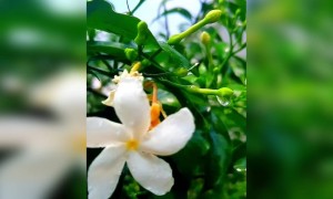 लिख दी तेरे नाम जिंदरी