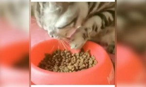 देखिये कैसे बिल्ली खाना खा रही है
