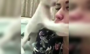 बिल्ली भी थप्पड़ मारती है आजकल