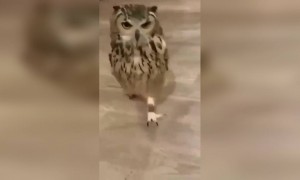 इस छोटे से क्यूट दोस्त को देखिये