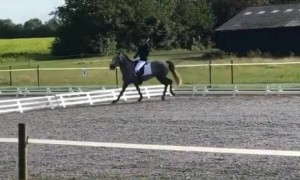 क्या आपने कभी घुड़सवारी की है?