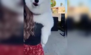 कुत्ते को बच्चे की तरह गोद में घुमा रहे