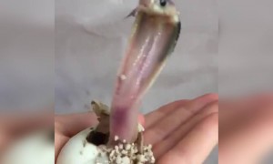 कोबरा का बच्चा आपने कभी देखा है?