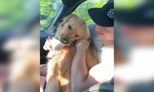 क्यूट से कुत्ते का वीडियो