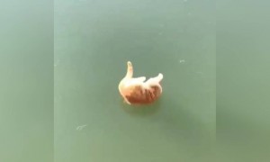 कोई इस बिल्ली को समझाओ जमा हुआ है पानी LOL