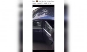 भालू घुस  गया कार के अंदर