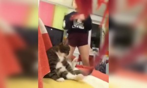 बिल्ली को देखो कैसे बैठी है LOL