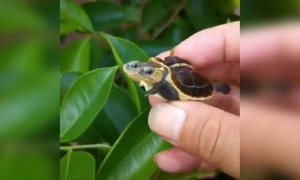 दो मुँह वाला कछुआ