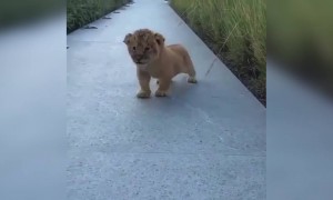 क्यूट शेर का बच्चा