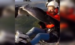 पंछियों के साथ आसमान में उड़ना