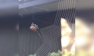देखिये ऐसे बनता है मकड़ी का जाल