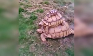 एक के ऊपर एक कछुए