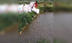 ऐसा भी क्या डाला इसने पानी में?