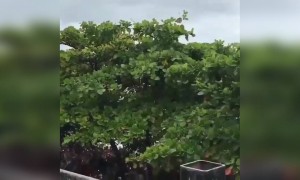 शाहरुख़ की फैन फोल्लोविंग देखिये