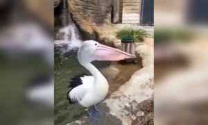 ये किस प्रकार का पक्छी है?