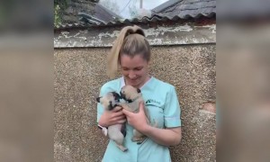 कितना क्यूट सा वीडियो है ये इन पपीज़ का