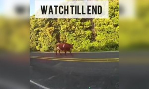 गाय का भी अपना स्वैग है LOL