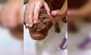 आपने कभी ऐसा कुत्ता देखा है