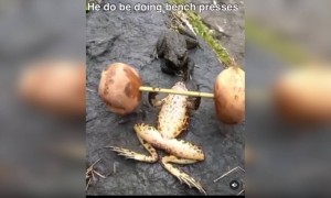 मेंढक को कभी वर्क आउट करते देखा है?