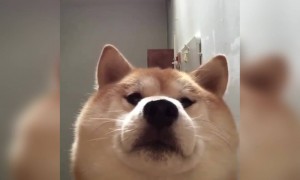 कैसे नाक फुला रहा है!!!