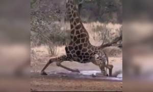 यह जानवर कितना मजाकिया है