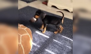 समझदार कुत्ता खाना मांग रहा है!