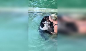 एनिमल लव,,....