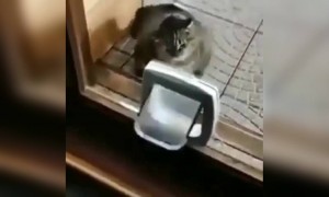 यह जानवर कितना मजाकिया है!!