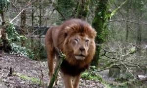 शेर कैसे दहाड़ता है जरूर देखो