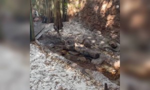 इतने फुर्तीले कहाँ से आए हैं!