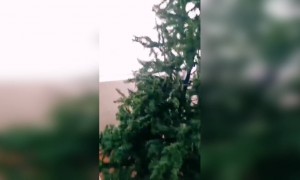 क्रिसमस