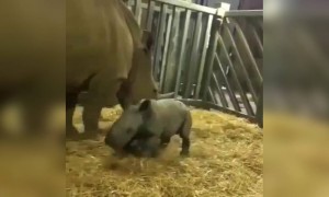 गैंडे का बच्चा