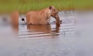 माँ से बढ़कर कुछ नहीं