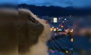 शरारती बिल्ली