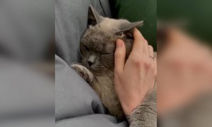 बिल्ली कैसे आराम फरमा रही है!!