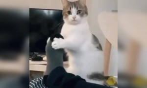 बिल्ली पाँव दबा रही है