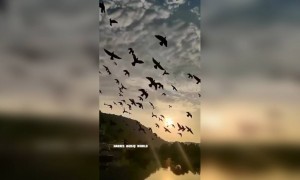 पक्षियों की मौज