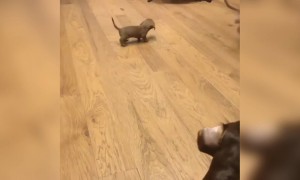 प्यारा पिल्ला अकेला पड़ गया...