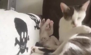 बिल्लियों का क्यूट एक्शन