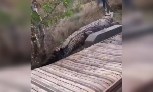 ये मगरमच्छ कितना भयानक है