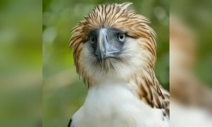 देखो यह पक्षी कितना प्यारा है!!