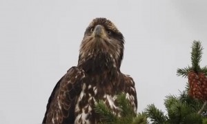 देखो यह पक्षी कितना प्यारा है