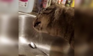 नल से पानी पी रही बिल्ली...