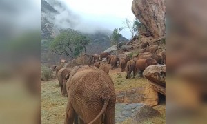 हाथियों का यह समूह देखें