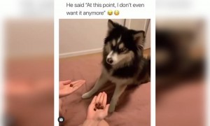 कुत्ते को आया भयंकर गुस्सा