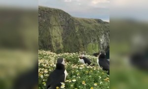 कौन सा पक्षी....