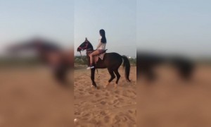 घोडेके सवार क्या मजा है एक बार आप बी टॉय करो