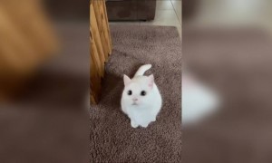 क्यूट बिल्ली